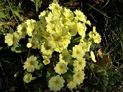 02 Esplosa la primavera sui sentieri per Ubione-Corna Marcia (Pimula vulgaris))